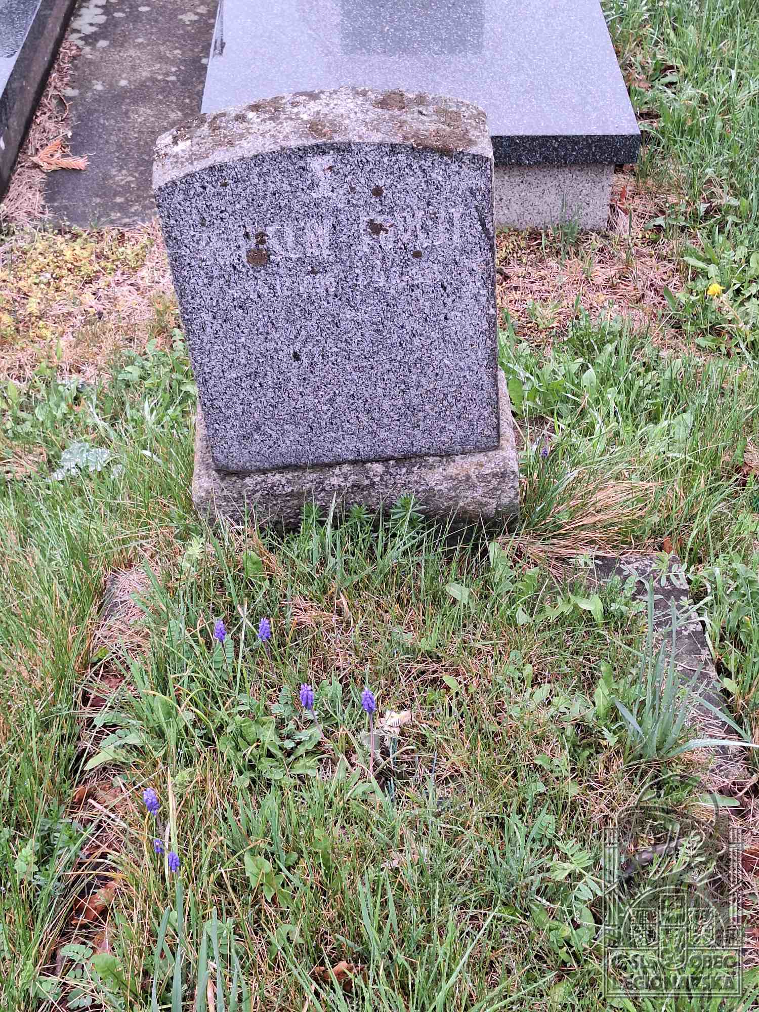 Hrob v Proseči u Seče (11322.800)