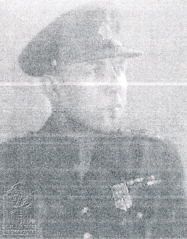 VESELÝ BOHUMIL 24.12.1896 (126281.003)